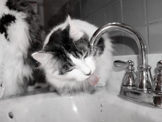 oto: Lisa Zins / flickr CC BY 2.0