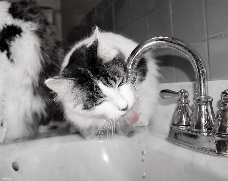 oto: Lisa Zins / flickr CC BY 2.0