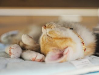 Foto: yoppy / flickr CC BY 2.0