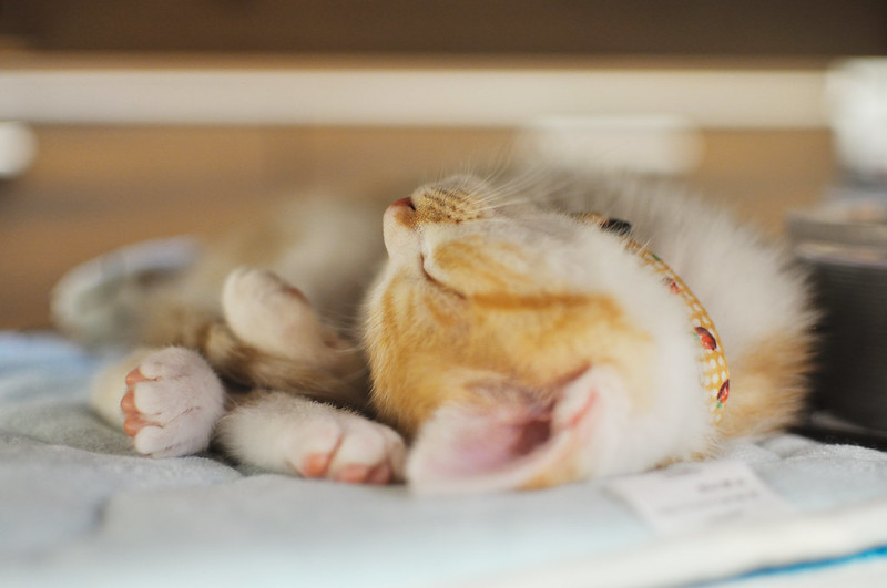 Foto: yoppy / flickr CC BY 2.0