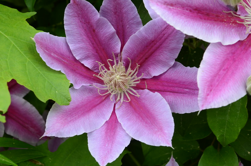 Foto: slgckgc / flickr CC BY 2.0