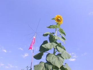 Sonnenblume mit Stab-Antenne, Foto: jano71 / flickr CC BY 2.0