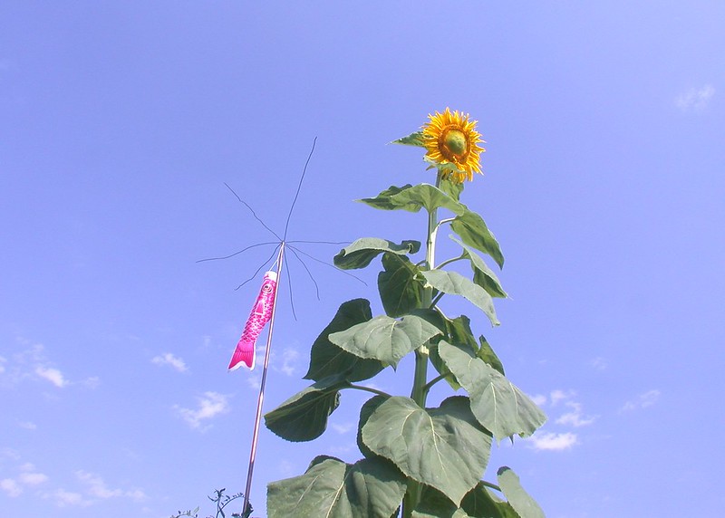 Sonnenblume mit Stab-Antenne, Foto: jano71 / flickr CC BY 2.0