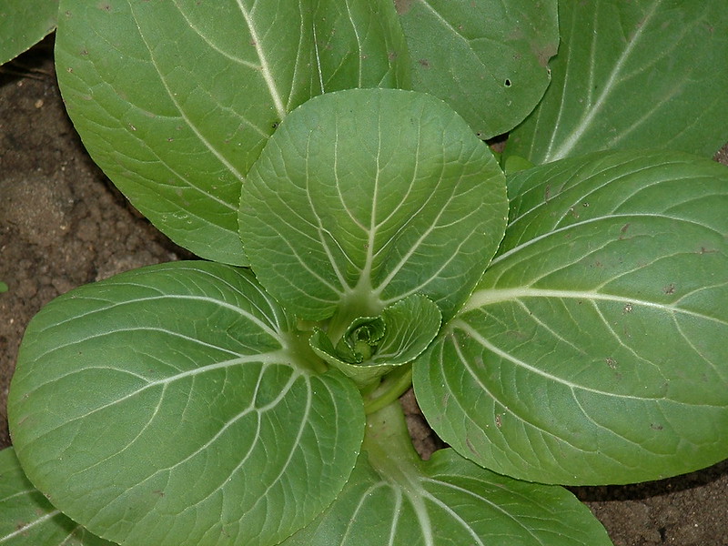 Pak Choi, Foto: Nick Saltmarsh/ flickr CC BY 2.0