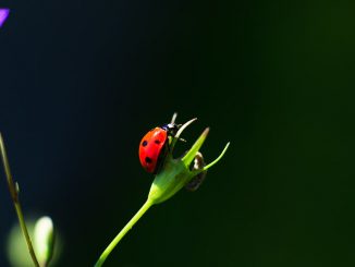 Foto: Theo Crazzolara / flickr CC BY 2.0