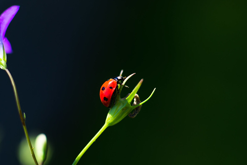 Foto: Theo Crazzolara / flickr CC BY 2.0