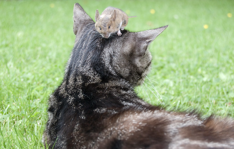 Foto: Denis Defreyne / flickr CC BY 2.0