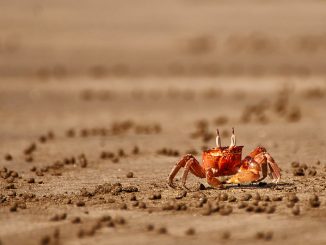 Foto: Sebastian Maier / flickr CC BY 2.0