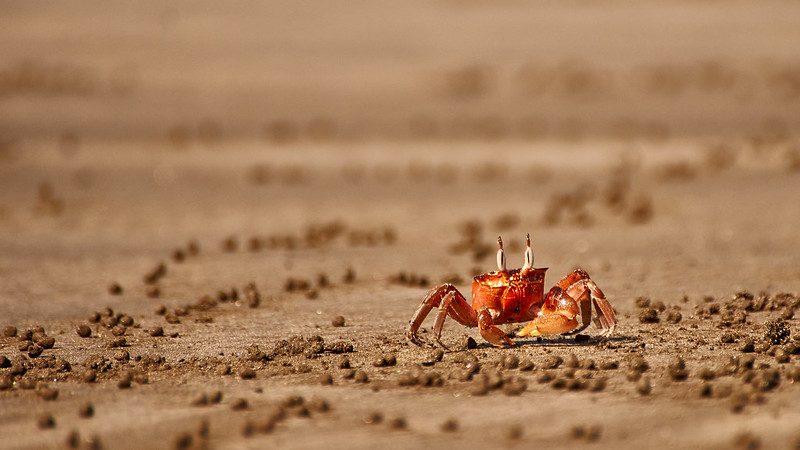 Foto: Sebastian Maier / flickr CC BY 2.0