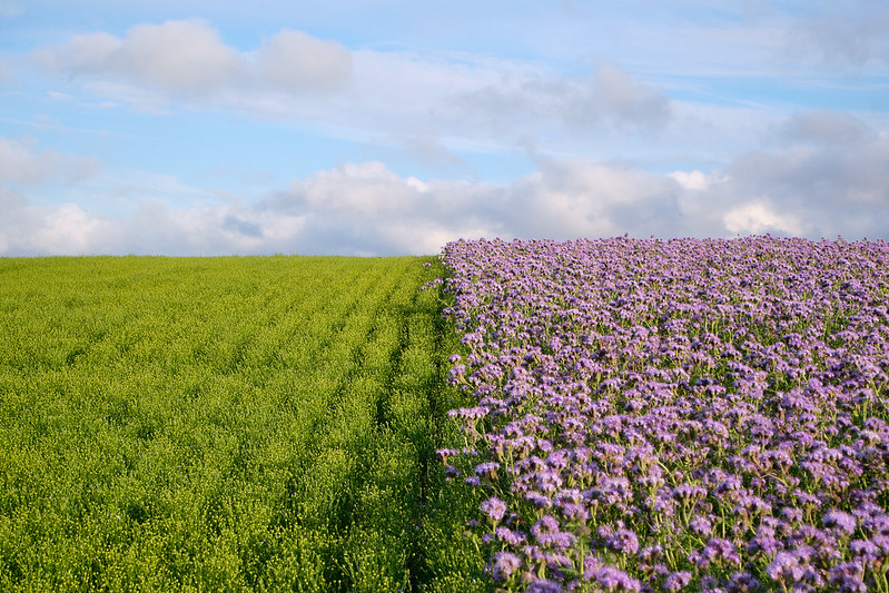 Foto: peter castleton / flickr CC BY 2.0