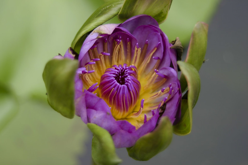 Foto: Brian Jeffery Beggerly / flickr CC BY 2.0