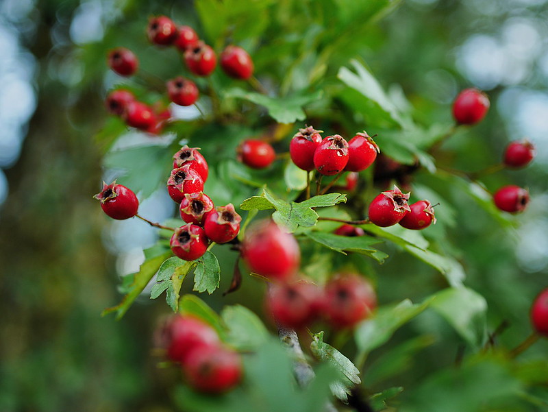 Foto: Ralf Wimmer, flickr / CC BY 2.0 DEED