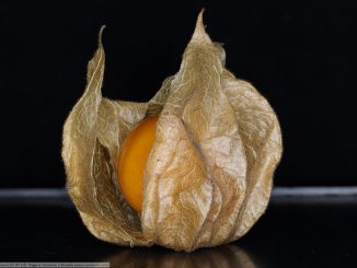Foto: Rogerio Camboim S A, flickr / CC BY 2.0 DEED